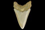 Bargain, Fossil Megalodon Tooth - North Carolina #131599-2